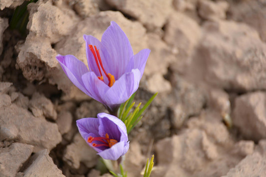 Saffron | Pure and Organic | Kashmiri Kesar | 2 gm